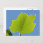 Poplar Tree Leaf Briefkaart (Voorkant / Achterkant)