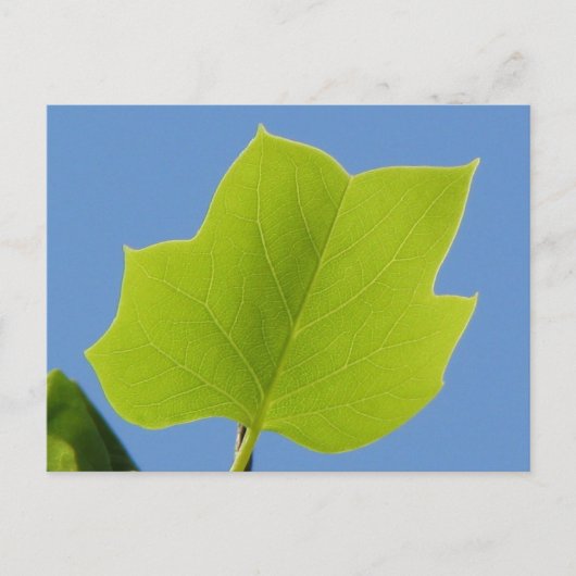 Poplar Tree Leaf Briefkaart (Voorkant)