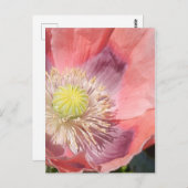 Poppie briefkaart (Voorkant / Achterkant)