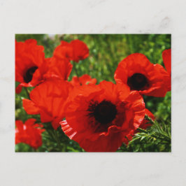 Poppie Briefkaart
