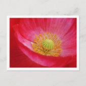 Poppie Briefkaart (Voorkant)