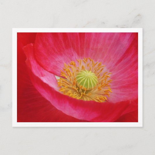 Poppie Briefkaart (Voorkant)