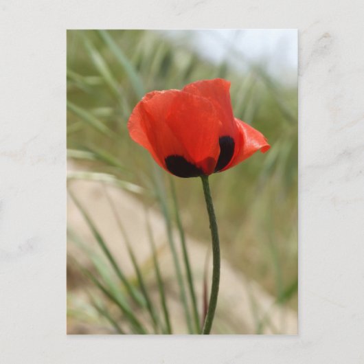 Poppie Briefkaart (Voorkant)