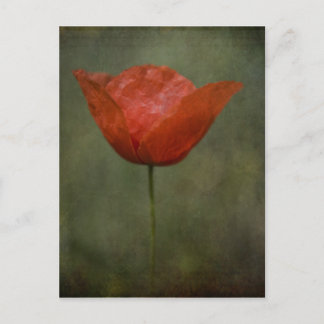 Poppie briefkaart
