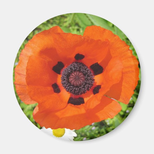 Poppie Magneet (Voorkant)
