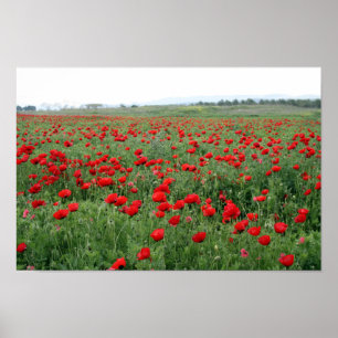 Poppie natuur landschap rode bloemen poster