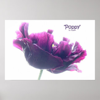 Poppie Poster