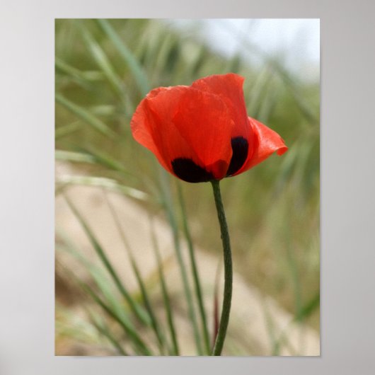Poppie Poster (Voorkant)