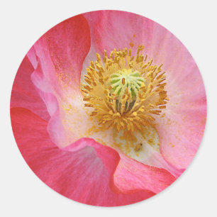 Poppie Ronde Sticker