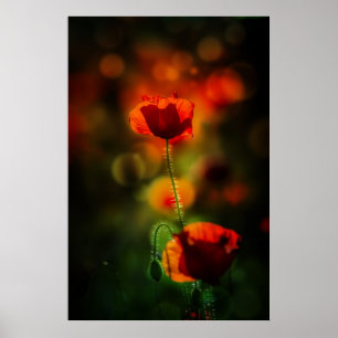 Poppie 's avonds poster