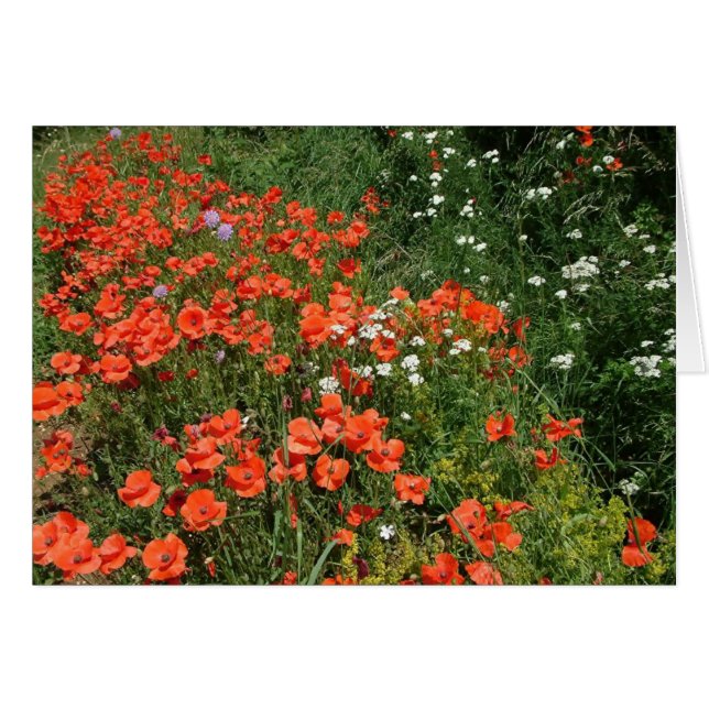 Poppies (Devant horizontal)