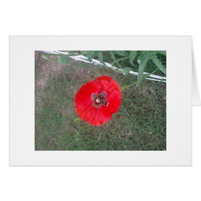 Poppies! 007 (Voorkant Horizontaal)