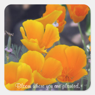 Poppies - Bloom waar geplante stickers