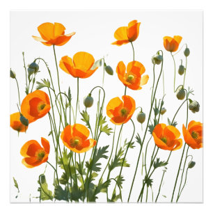 Poppies californiennes/galloises. Impression haute
