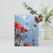 Poppies dans le soleil - carte postale (Debout devant)