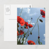 Poppies dans le soleil - carte postale (Devant / Derrière)