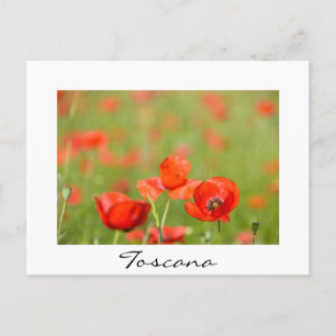 Poppies dans un champ de pavot blanc texte carte p