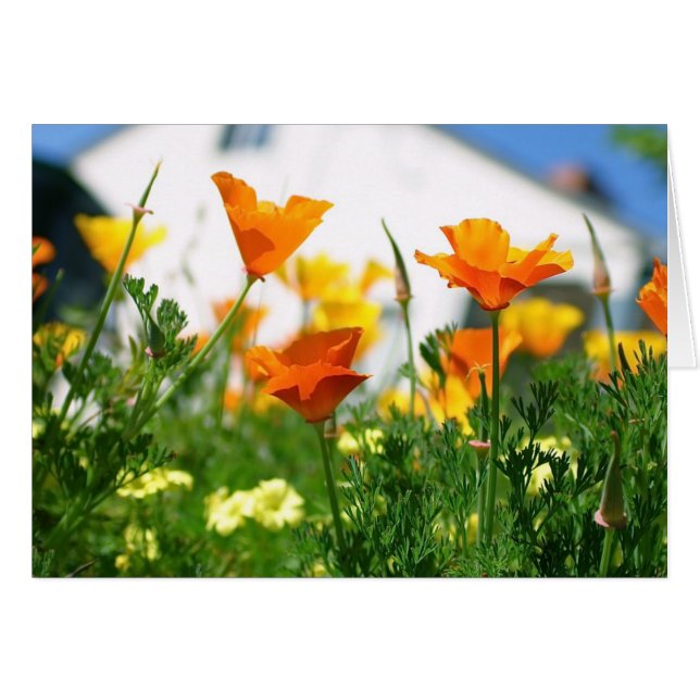 Poppies de Californie (Devant horizontal)