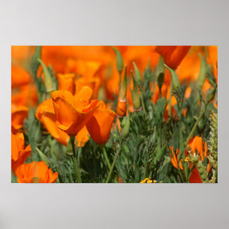 Poppies Galore Print