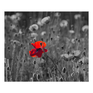 Poppies-gebied Foto Afdruk