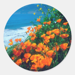 Poppies langs de kust van de Stille Oceaan nabij d Ronde Sticker