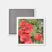 Poppies magneet (Voorkant / Achterkant)