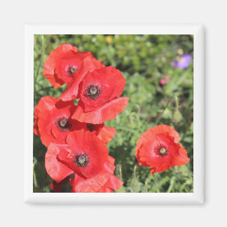 Poppies magneet