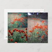 Poppies Montage | Carte postale (Devant / Derrière)