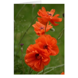 Poppies rouges