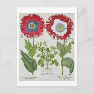 Poppies voor sierdoeleinden, van de "Hortus Eystet Briefkaart