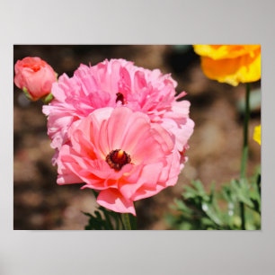 Popping in roze poster