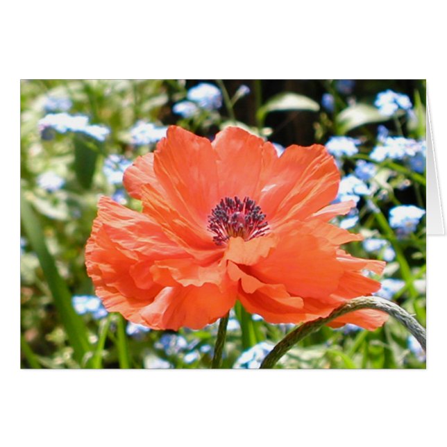 Poppy (Devant horizontal)