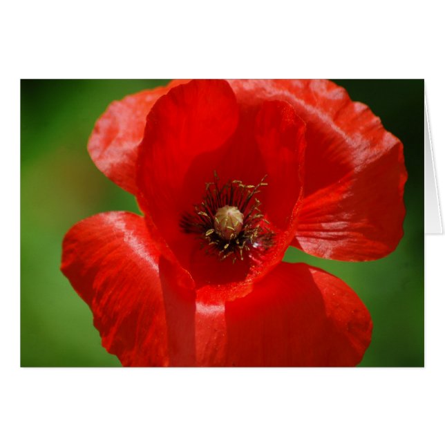 Poppy (Devant Horizontal)