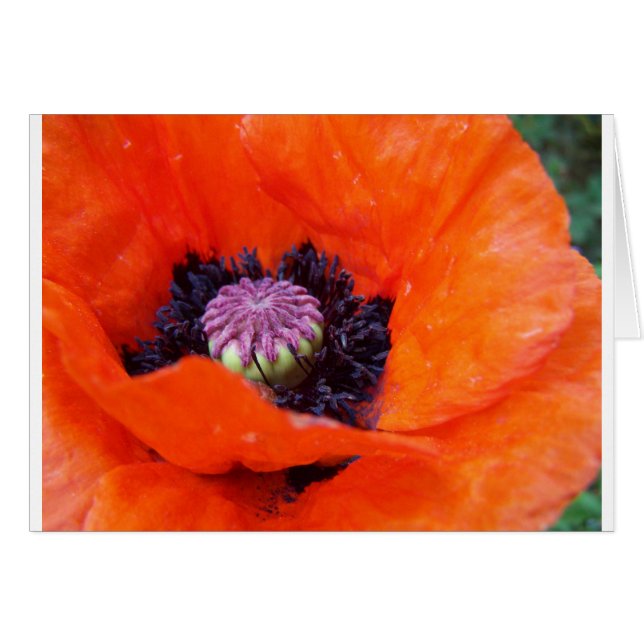 Poppy (Devant horizontal)