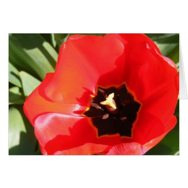 Poppy (Devant horizontal)