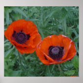 Poppy Bliss Poster (Voorkant)