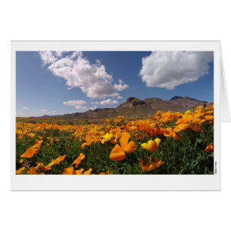 Poppy Bloom - El Paso, Texas