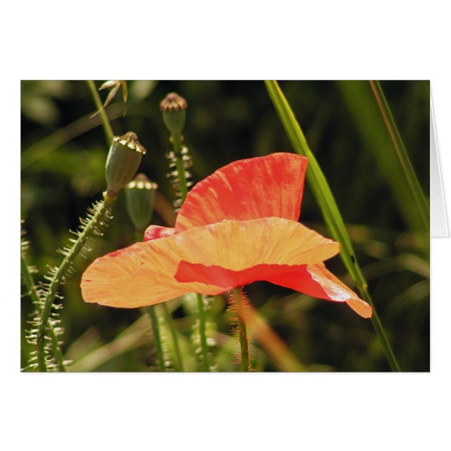 Poppy Card (Voorkant Horizontaal)