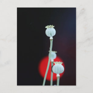 Poppy encase Asia Style gefotografeerd door Tutti Briefkaart