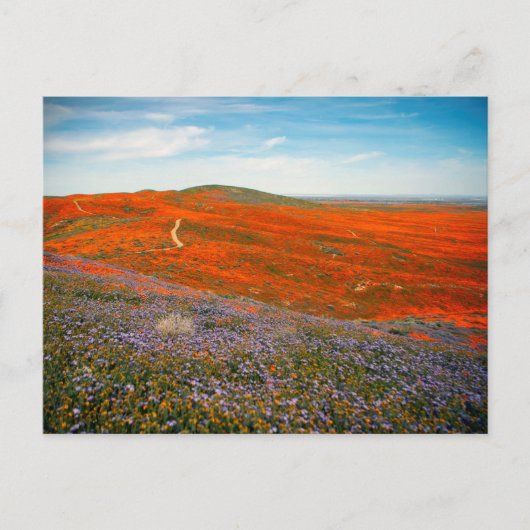 Poppy Field Briefkaart (Voorkant)