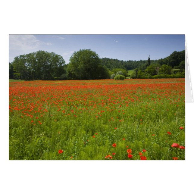 Poppy field, Chiusi, Italië (Voorkant Horizontaal)