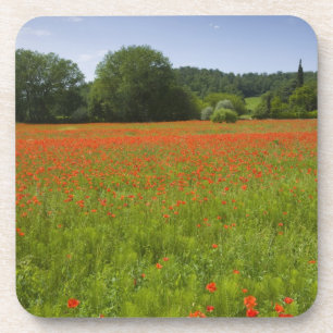 Poppy field, Chiusi, Italië Bier Onderzetter