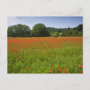 Poppy field, Chiusi, Italië Briefkaart
