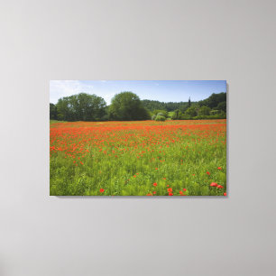 Poppy field, Chiusi, Italië Canvas Afdruk