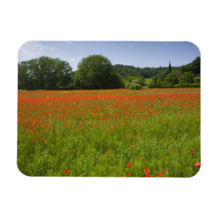 Poppy field, Chiusi, Italië Magneet