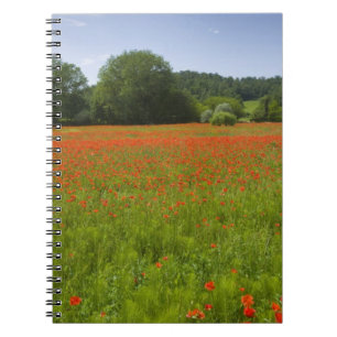 Poppy field, Chiusi, Italië Notitieboek