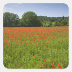 Poppy field, Chiusi, Italië Vierkante Sticker