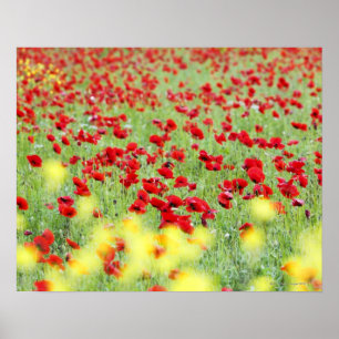 Poppy Field, Siena, Italië Poster