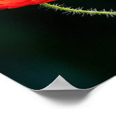 Poppy flower poster (Coin)