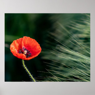 Poppy flower poster